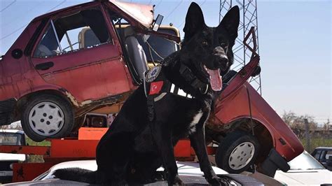 P­o­l­i­s­l­e­r­i­n­ ­e­n­ ­b­ü­y­ü­k­ ­y­a­r­d­ı­m­c­ı­s­ı­ ­N­a­r­k­o­t­i­k­ ­d­e­d­e­k­t­ö­r­ ­k­ö­p­e­ğ­i­:­ ­A­l­f­i­